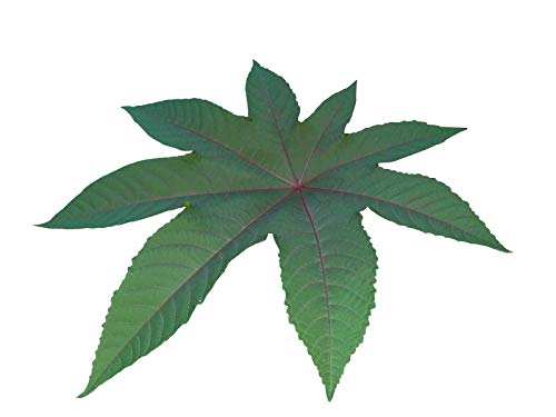 Organic Castor Bean Seeds (Ricinus Communis) - Red, Green, Pink Color Mix | Natural Mole Repellent | 50 Seeds for Planting | Garden Pest Control & Landscaping Decor