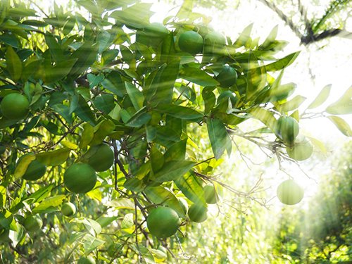 Premium Dwarf Persian Lime Tree - Fast Fruiting Indoor/Outdoor Citrus Plant with Juicy Limes - Perfect for Home Gardens, Patio Decor & Fresh Cocktail Ingredients - Gift Ready Potted Fruit Tree by The Magnolia Company