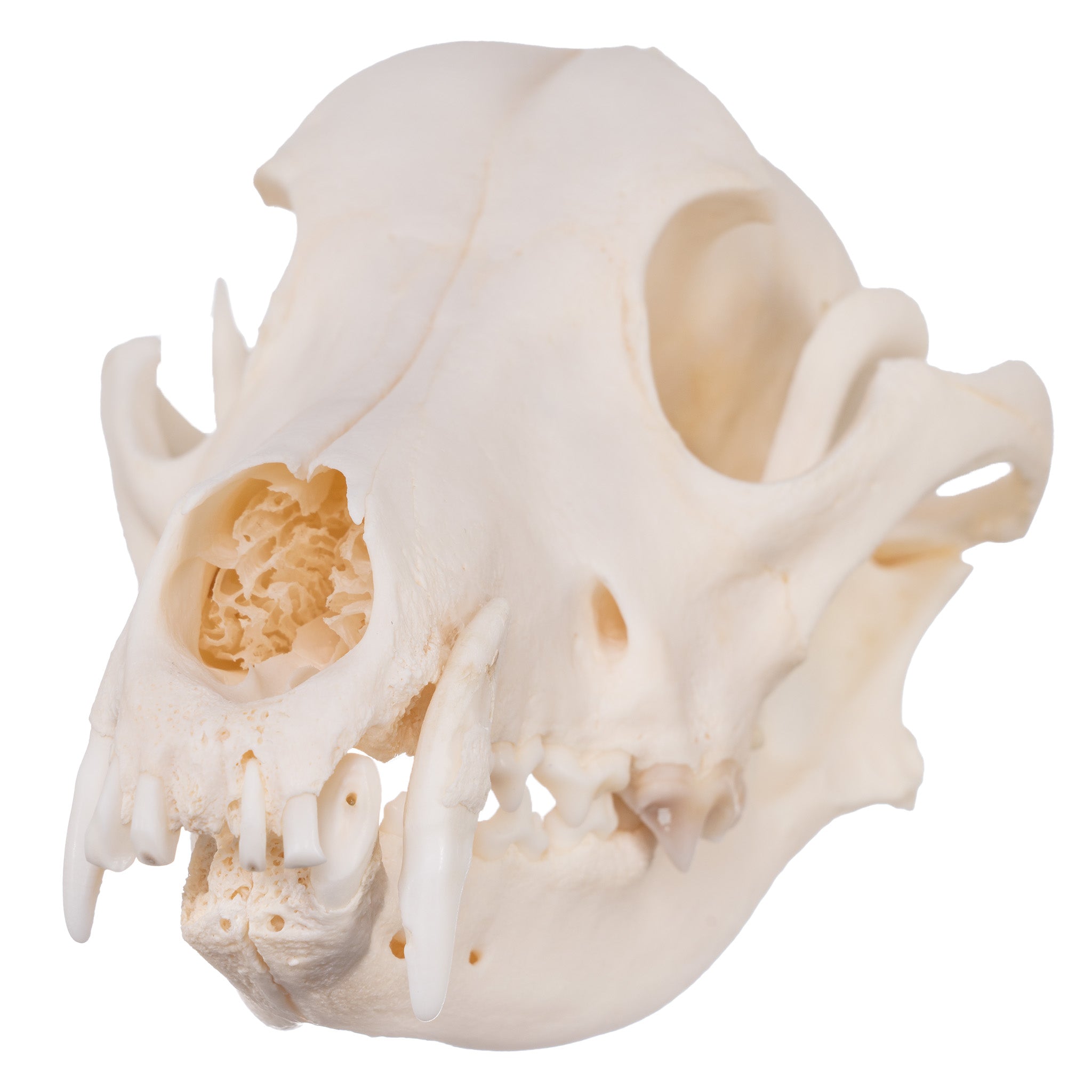 Real Domestic Dog Skull - Authentic Husky Skull with Detailed Pathology for Veterinary Study, Animal Anatomy Education & Taxidermy Display - Perfect for Classroom, Museum & Oddity Collections
