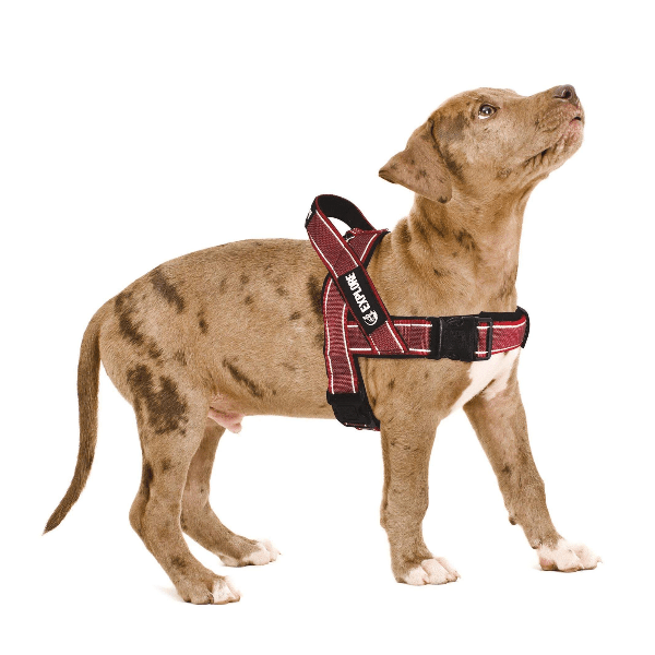 M PETS Explore Harness - Adjustable Dog Harness for Small, Medium & Large Breeds - Reflective & Breathable Pet Vest for Walking, Hiking & Outdoor Adventures