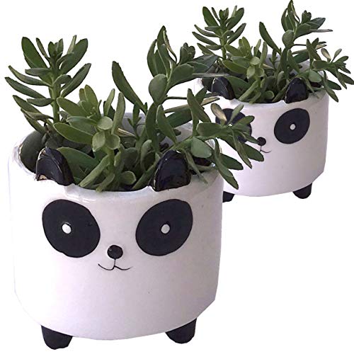 Panda Mini