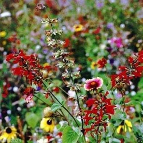Texas & Oklahoma Wildflower Seed Mix - 1 oz Packet (Covers 225 Sq Ft) for Vibrant Gardens, Meadows & Pollinator Habitats