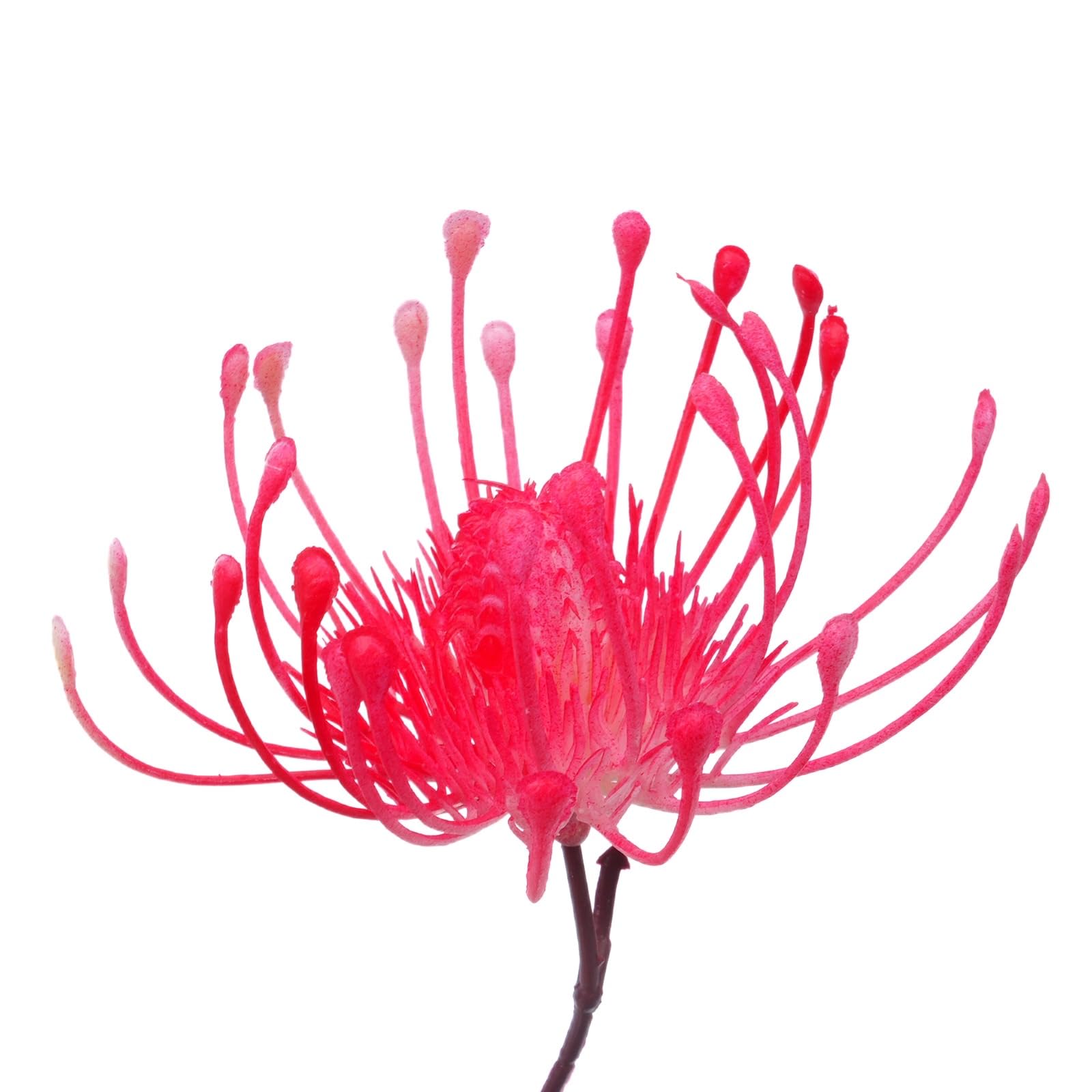 3pcs Artificial Tropical Chrysanthemum Flowers - Plastic Home Decor for Bathroom, Outdoor Wedding, Table Centerpieces (Hot Pink) - Perfect for Party Decorations, Garden Arrangements & DIY Crafts
