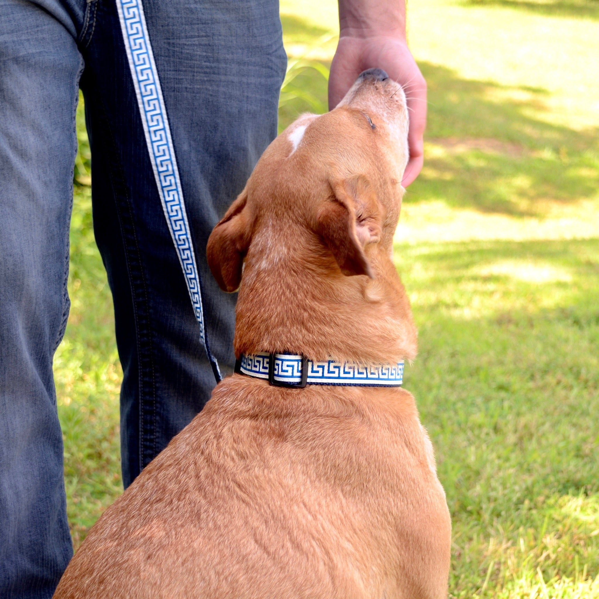 Durable Heavy-Duty Dog Collar for Large Breeds - Adjustable Nylon Pet Collar with Metal Buckle - Perfect for Training, Walking & Outdoor Adventures