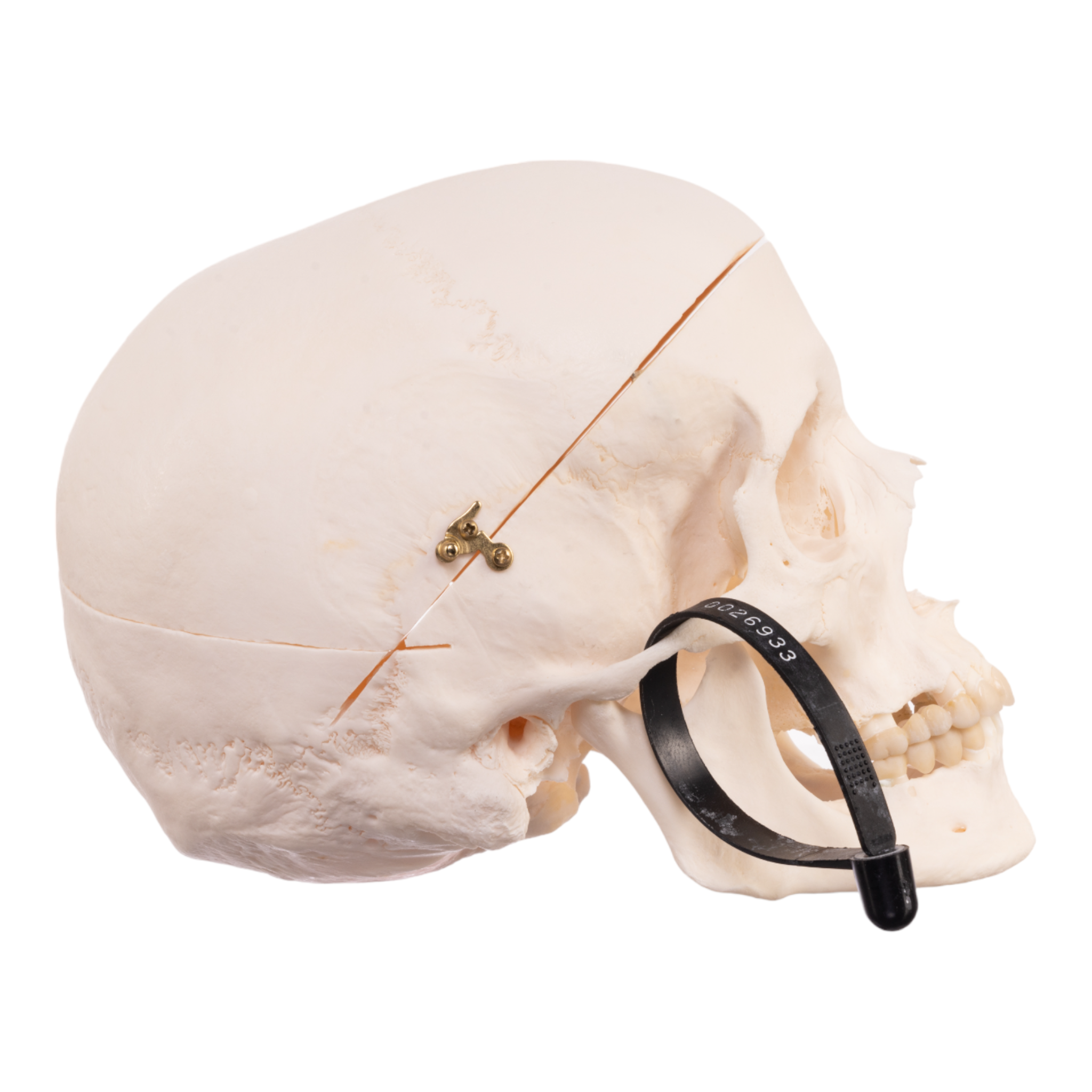 Premium Anatomical Human Skull Model - Medical & Educational Research Quality - Perfect for Anatomy Studies, Classroom Teaching & Halloween Decor