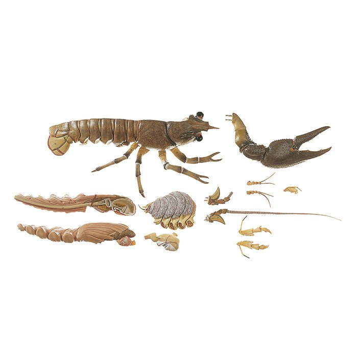 Freshwater Crayfish for Aquarium or Pond - Live Lobster for Aquatic Pets, Fishing Bait, and Home Decoration | Perfect for Aquascaping, Backyard Ponds, and Educational Science Projects
