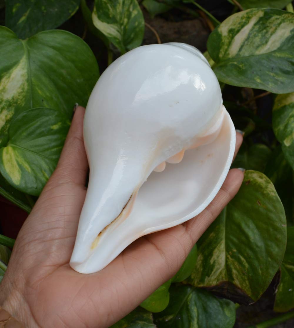 Authentic Pooja Shankha Conch Shell - Sacred Hindu Ritual Instrument for Prayer & Meditation | Perfect for Puja, Yoga & Spiritual Ceremonies