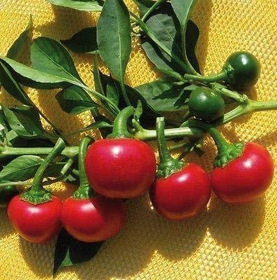 Spicy Cherry Pepper Seeds - Sweet & Hot Golf Ball-Sized Red Peppers (100 Seeds) - Perfect for Home Gardening, Salsa, Pickling & Italian Cuisine