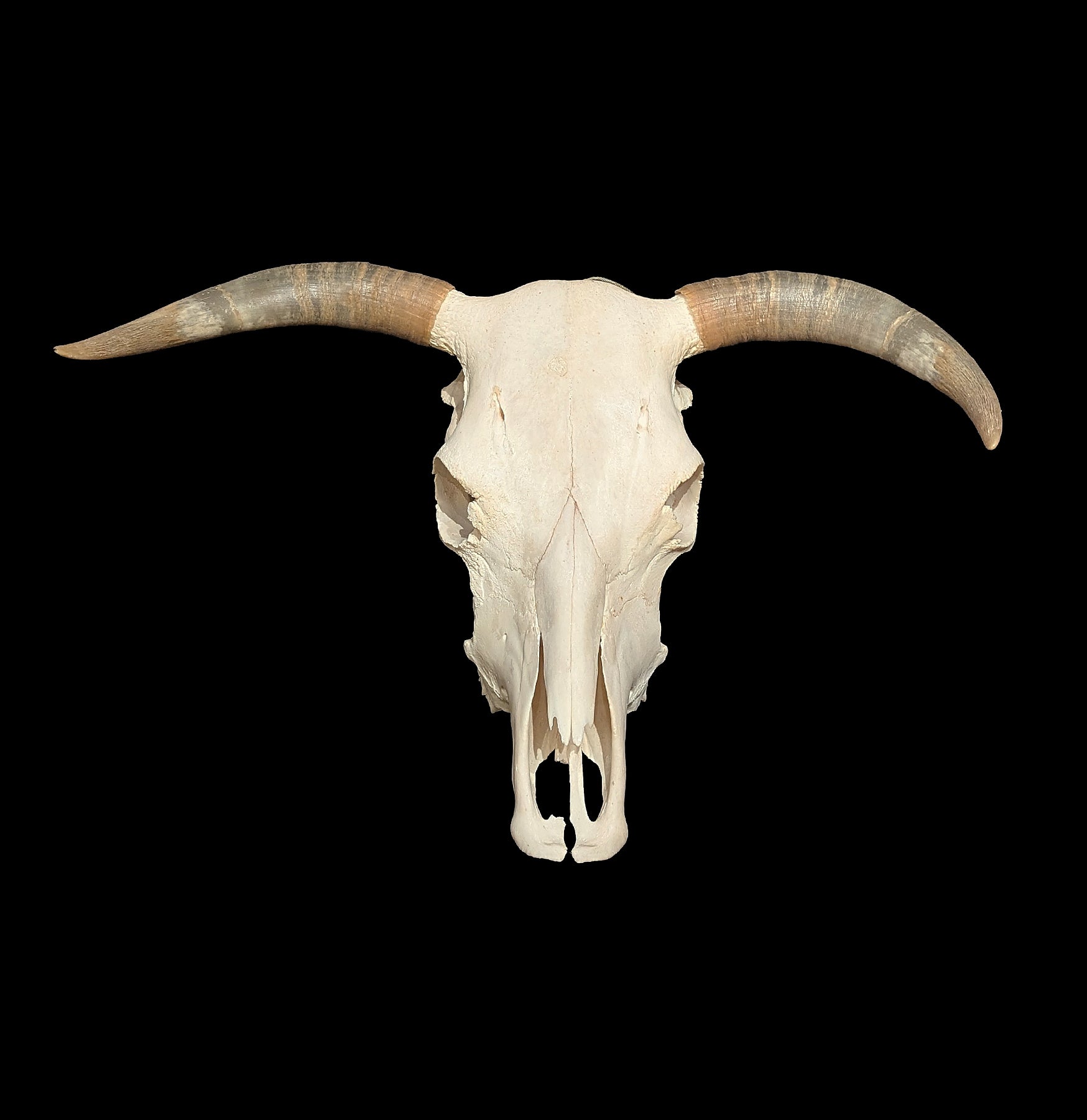 Realistic Cow Skull Specimen - Authentic Bone Replica for Western Decor, Halloween Props, and Gothic Home Decor | Perfect for Ranch, Farmhouse, or Horror Theme Parties