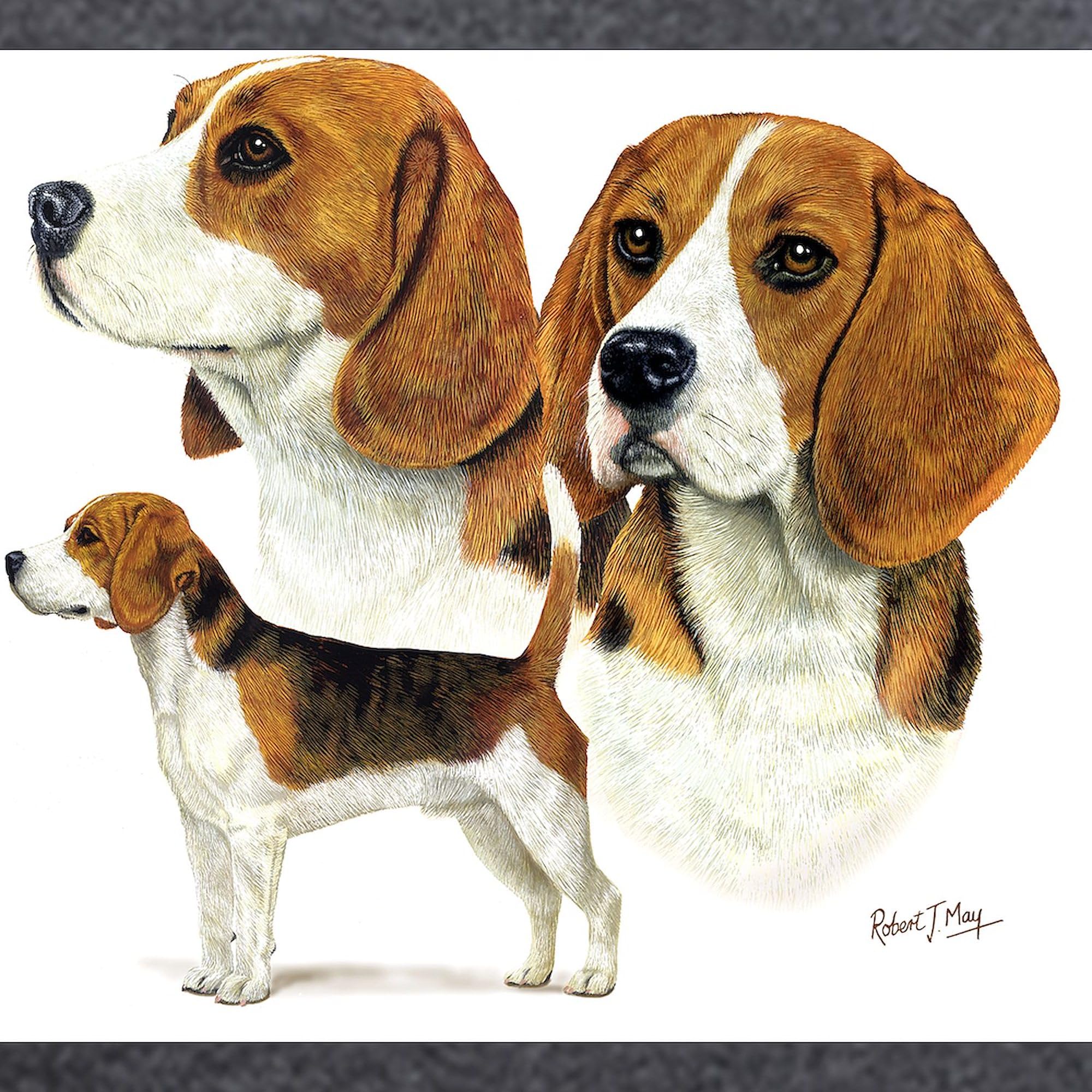 Beagle Print Men's Lightweight Pajama Set - Charcoal Grey Sleepwear for Dog Lovers - Cozy Lounge & Sleepwear for Relaxing at Home