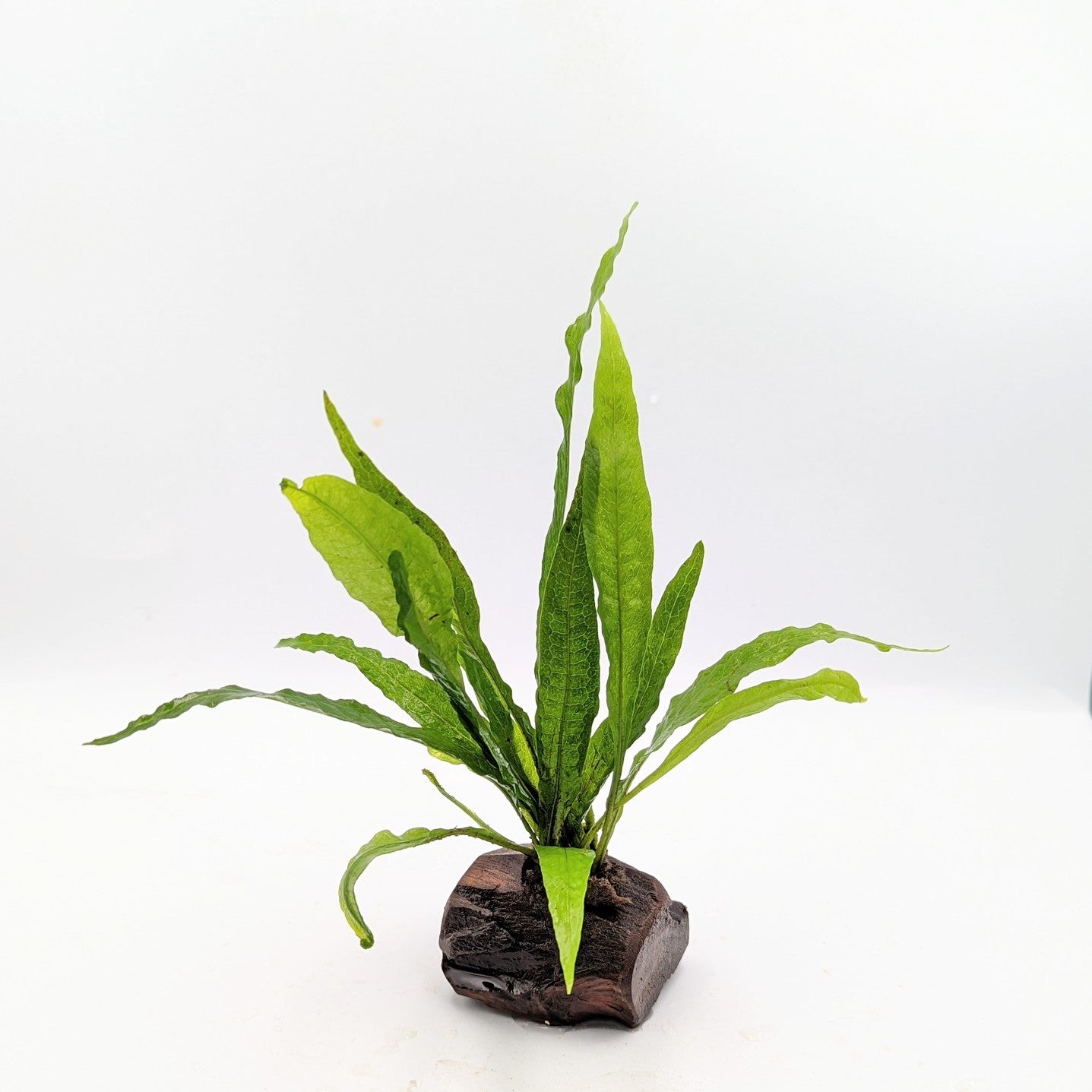 TCulture Microsorum on Nano Wood - Live Aquatic Plant for Freshwater Aquariums | Perfect for Nano Tanks, Aquascaping & Fish Tanks | Easy to Grow Low Light Plant for Beginners