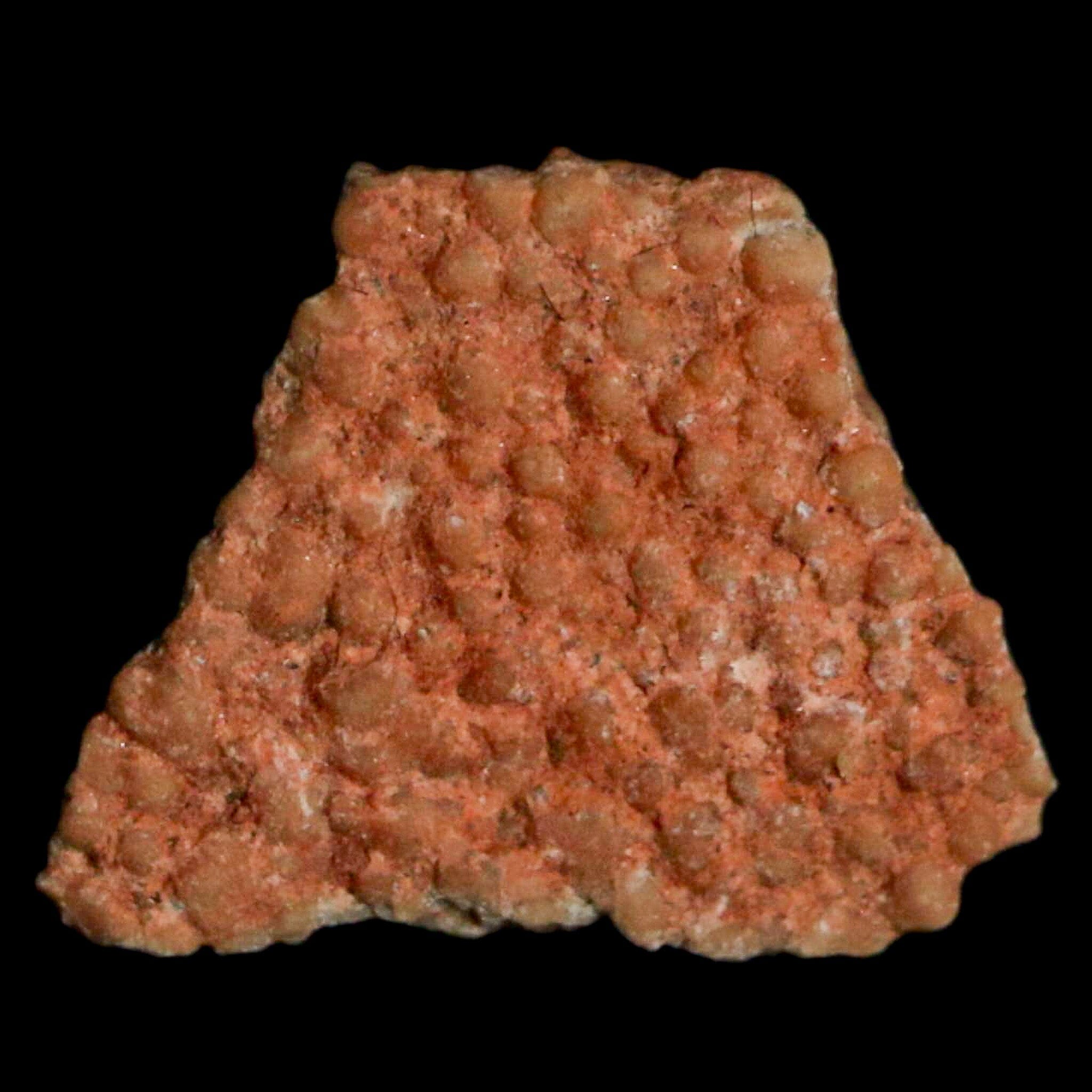 Authentic 0.4 Megaloolithus Titanosaur Dinosaur Fossil Egg Shell from Bouches-du-Rhône, France - Rare Collector's Item for Museum Display & Paleontology Enthusiasts - Perfect for Educational Exhibits, Home Decor, and Fossil Collections