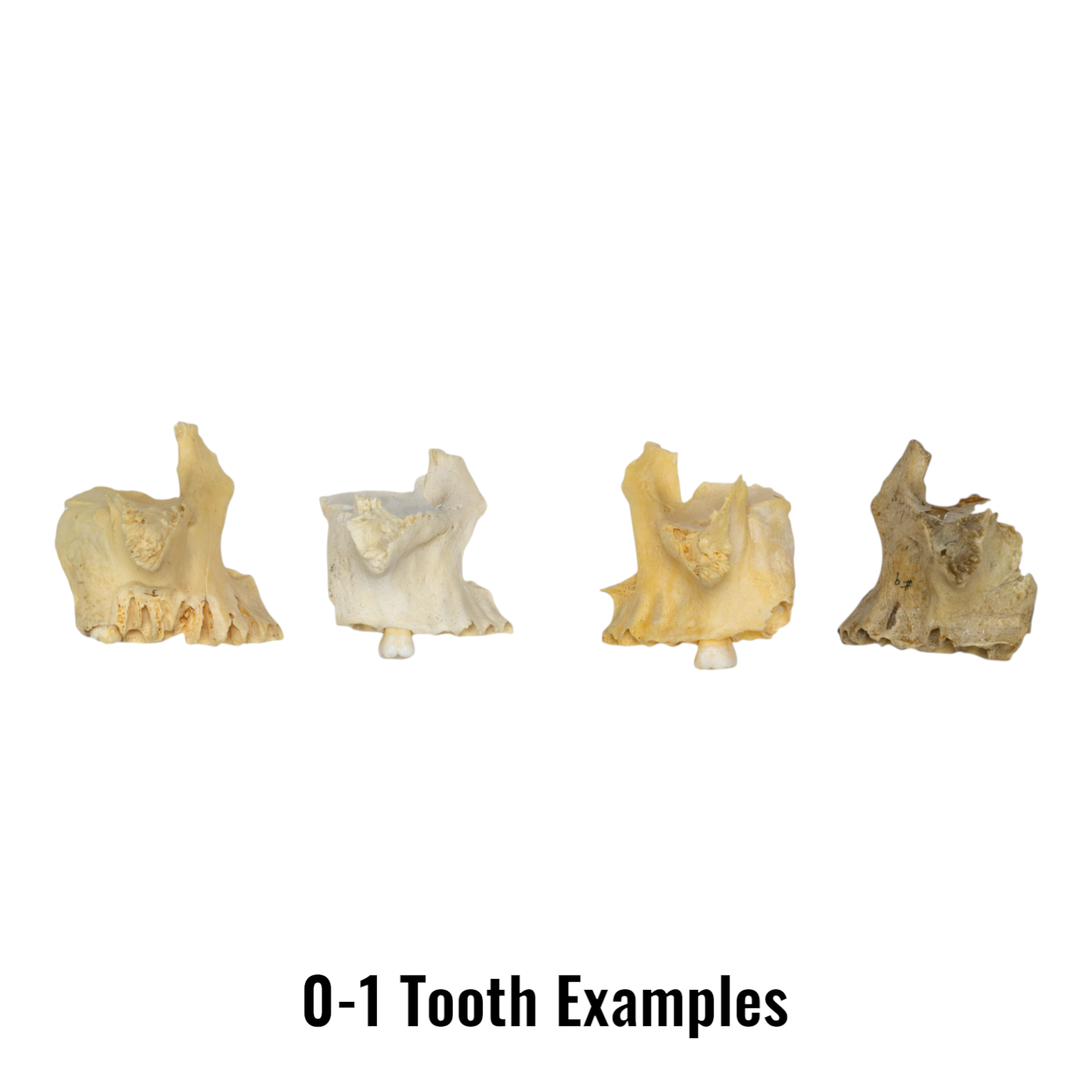 Authentic Human Maxillary Bone - Single Specimen for Medical Study, Dental Education, and Anatomy Research | Ideal for Students, Doctors, and Science Enthusiasts