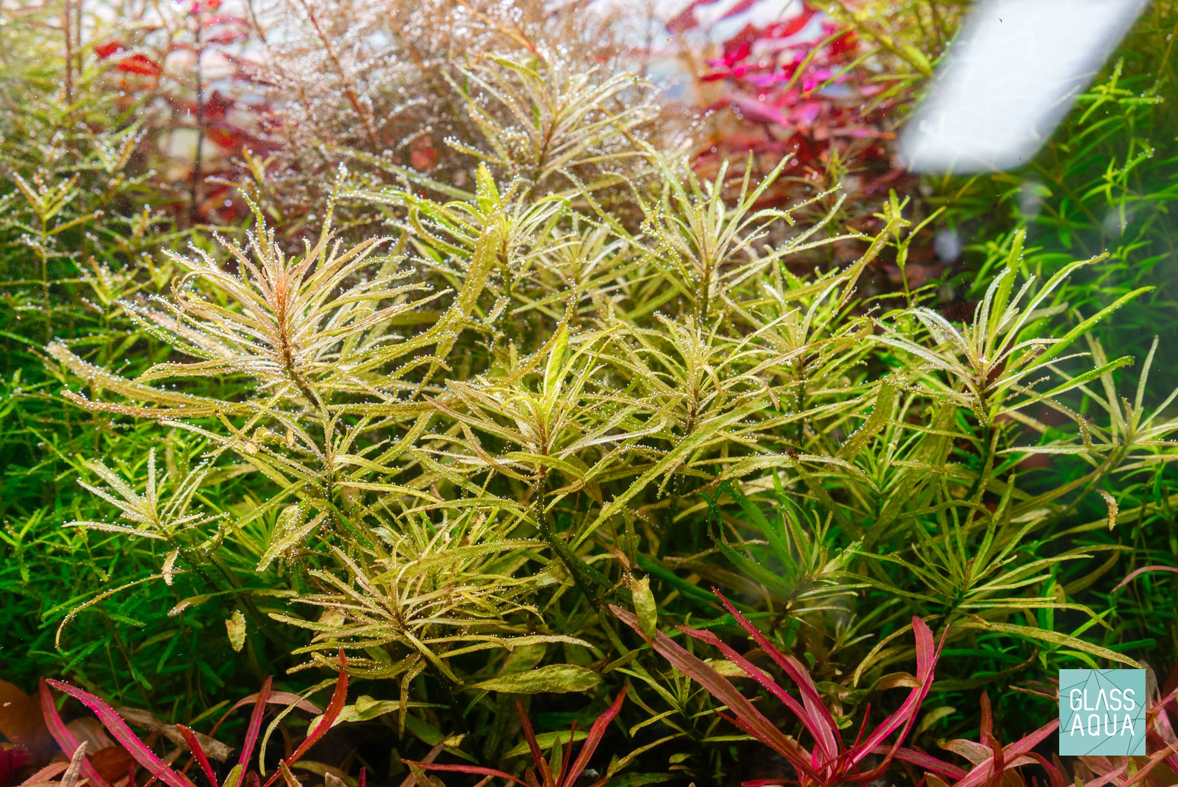 Ludwigia White Aquatic Plant for Freshwater Aquariums - Perfect for Aquascaping, Fish Tanks & Home Decor