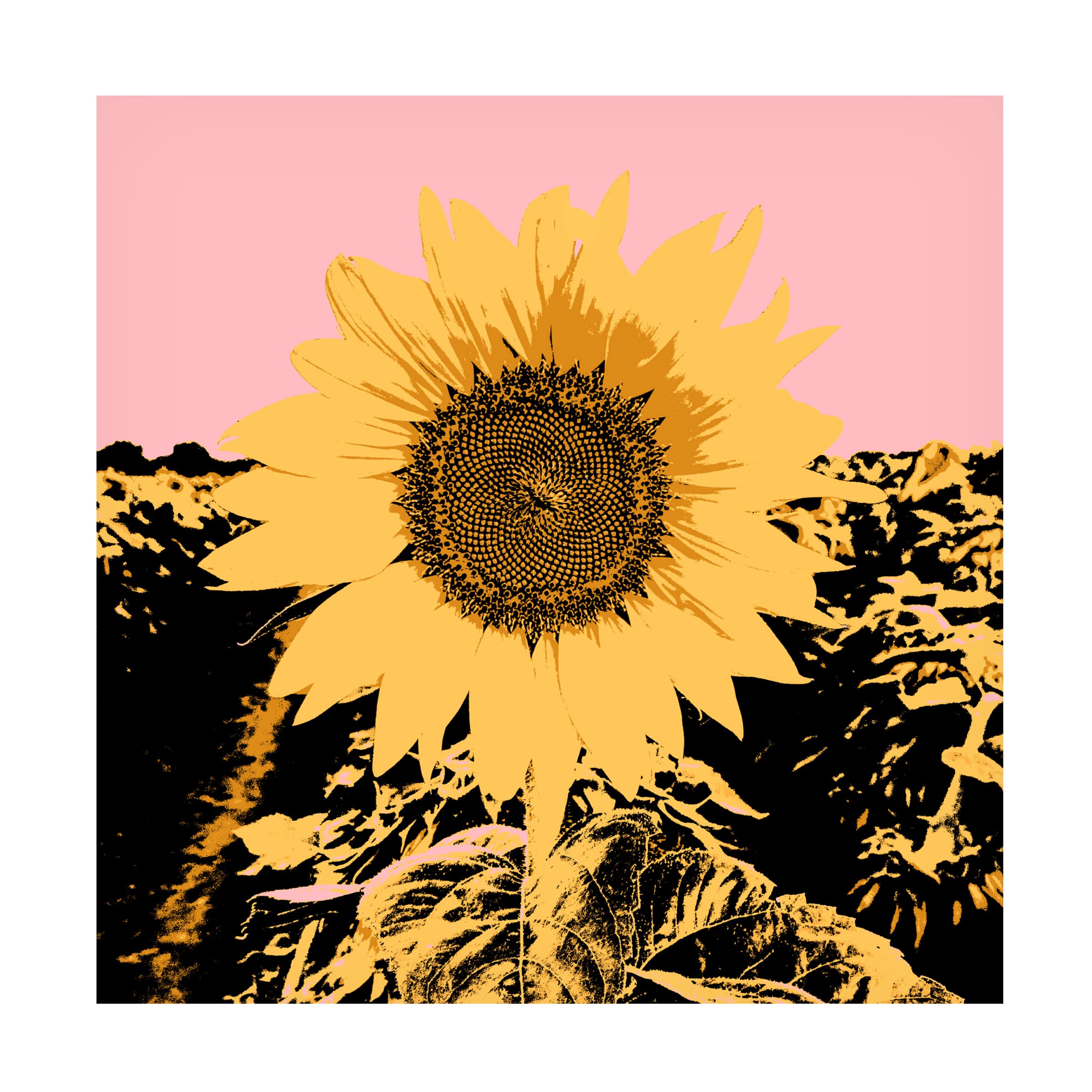 Jacob Green 'Pop Art Sunflower III' Canvas Wall Art Print - Modern Home Decor for Living Room, Bedroom & Office