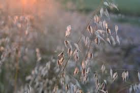 Northern Sea Oats Grass (Chasmanthium Latifolium) - Set of 3 Live Plants in 4 Inch Pots | Ornamental Grass for Landscaping, Garden Borders & Container Gardening | Drought Tolerant & Low Maintenance Perennial