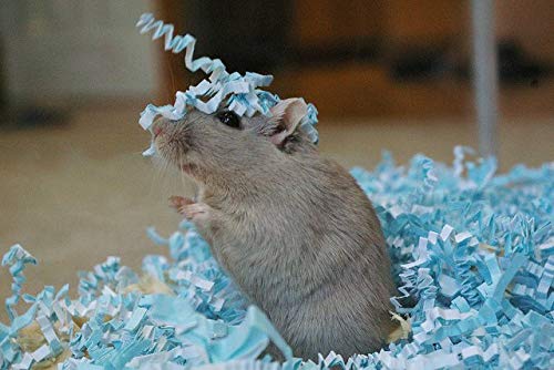 ECO BEDDING 99% Dust Free Paper Bedding for Small Pets and Birds - Blue, 60L | Soft & Safe Nesting Material for Hamsters, Guinea Pigs & Parakeets | Ideal for Cages, Hutches & Aviaries