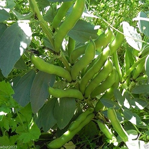 50 Windsor Broad Bean Seeds (Vicia Faba) - Fava Bean Seeds for Planting | Hardy & Reliable Heirloom Variety | Perfect for Home Gardens, Urban Farming & Organic Vegetable Patches