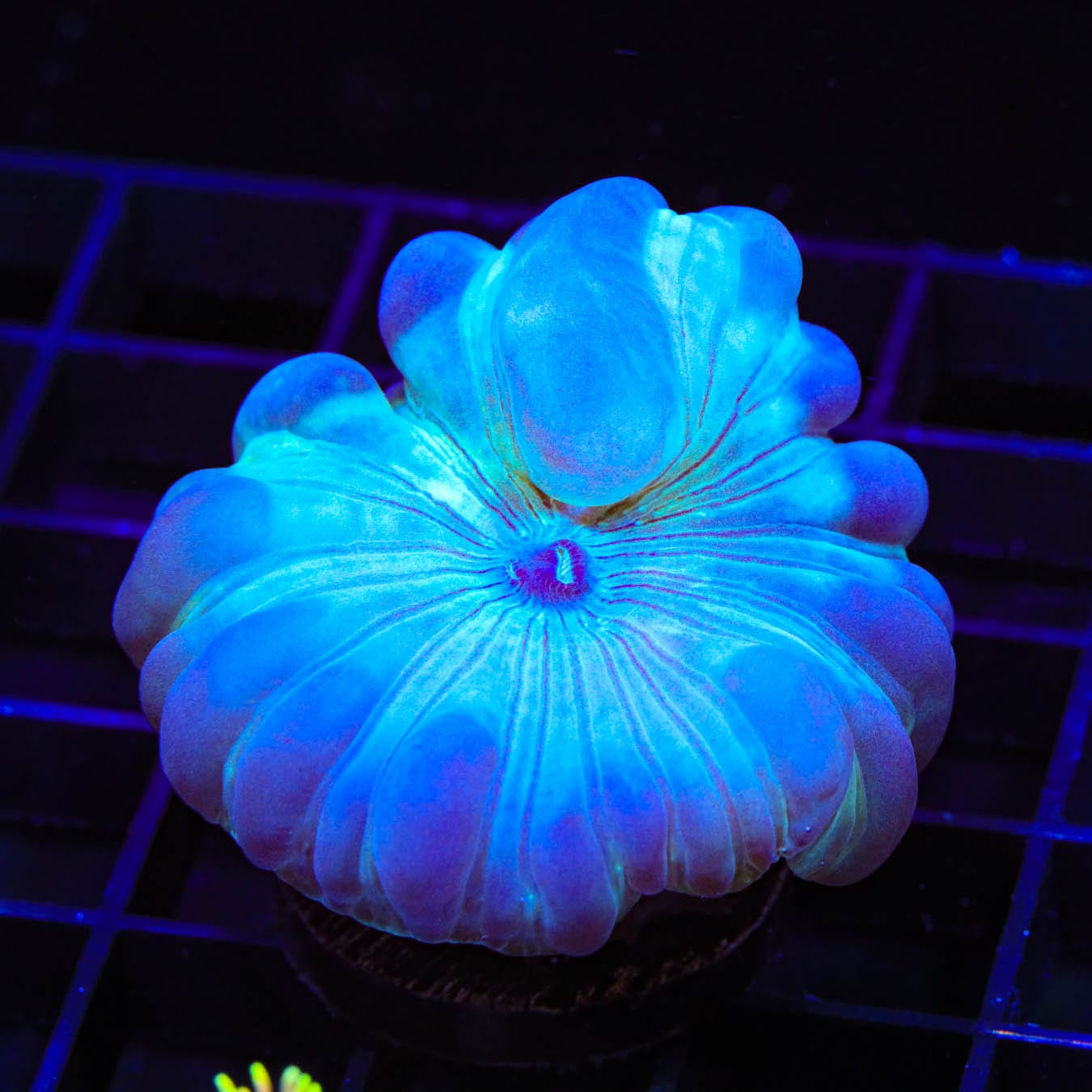 Fox Coral 0921 05 - Premium Artificial Coral for Aquarium Decor, Fish Tank Ornament, Reef Tank Accessories | Perfect for Saltwater & Freshwater Aquariums, Home & Office Decoration