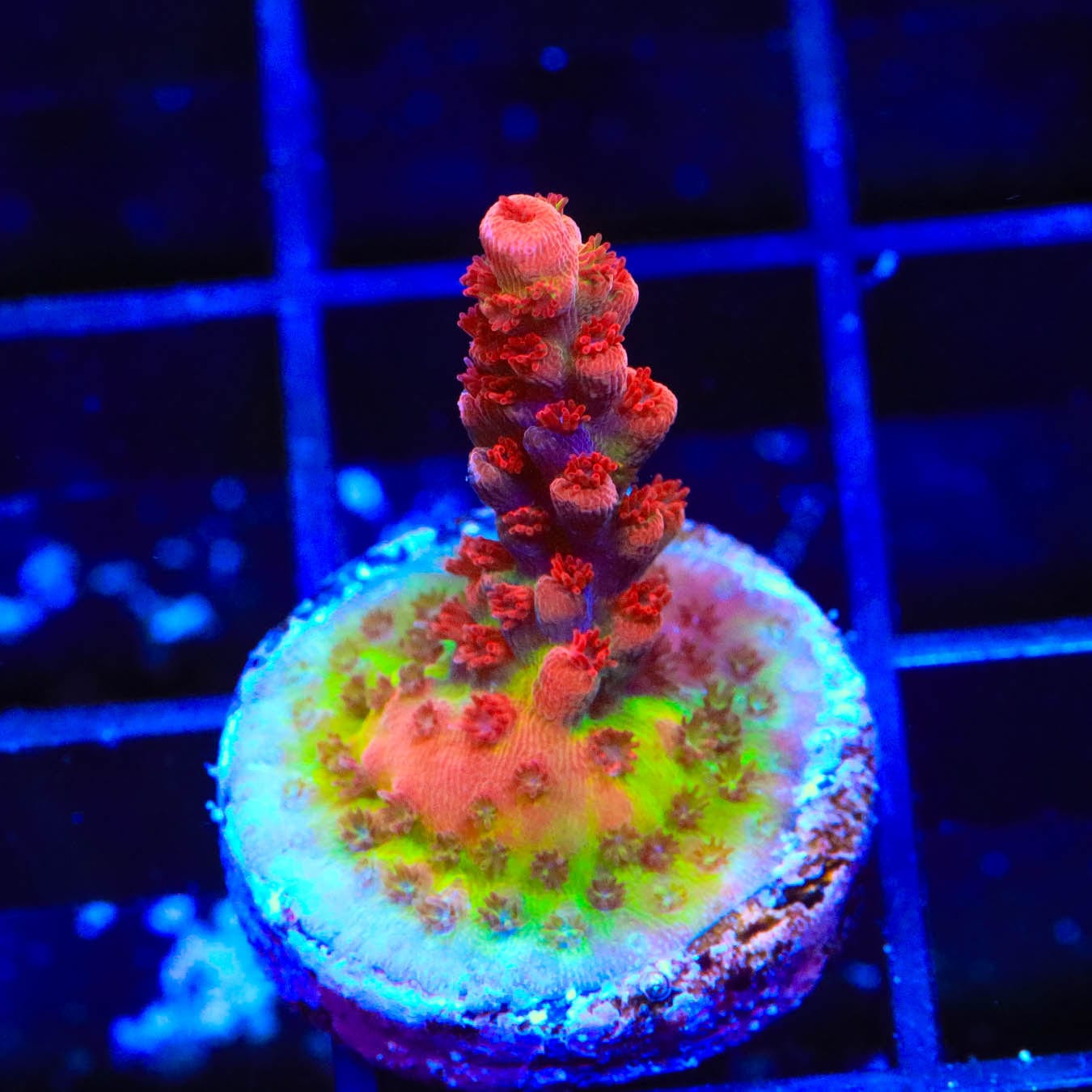 Premium CB Maleficent Acropora Coral for Saltwater Aquariums - Vibrant Purple SPS Coral for Reef Tanks & Marine Displays