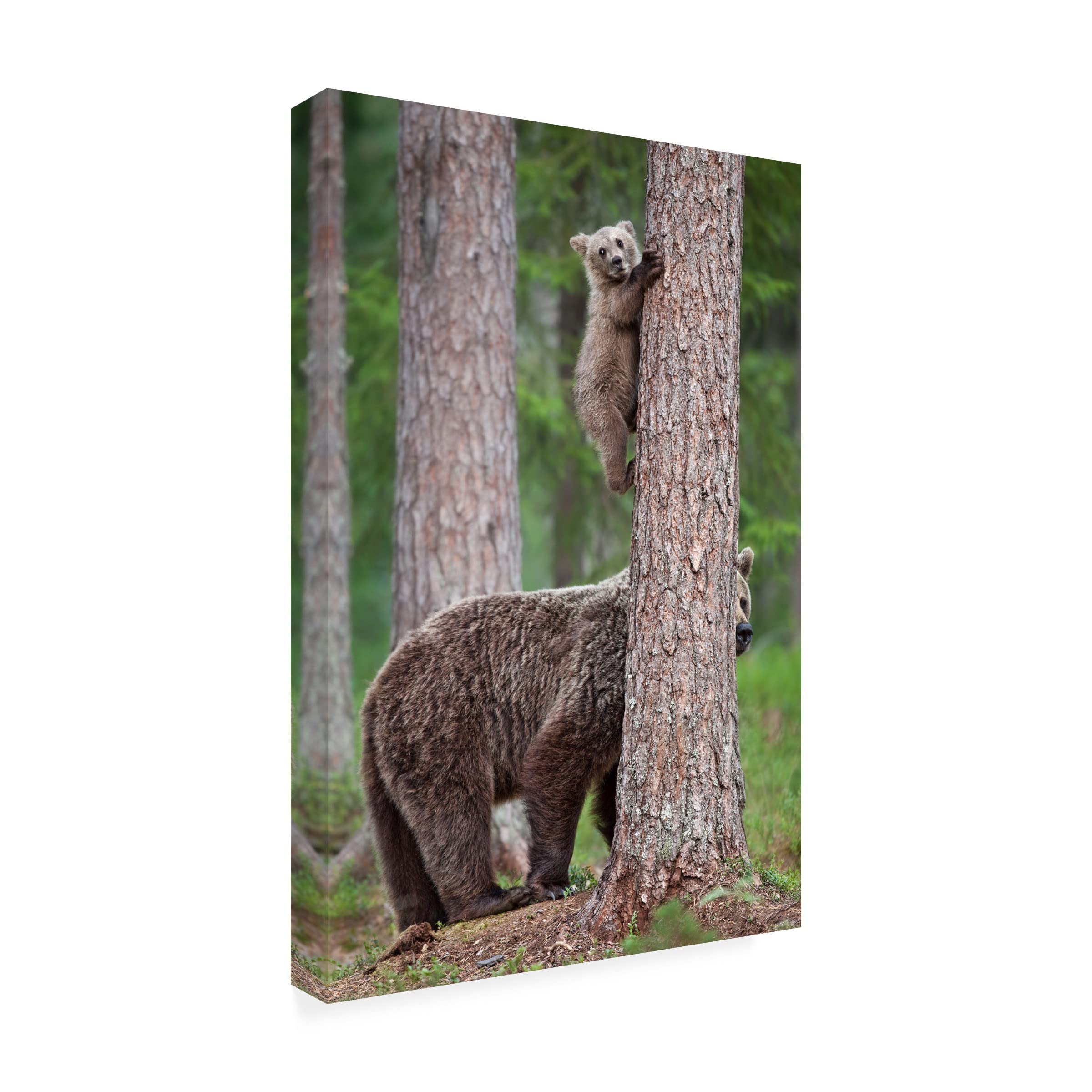 Trademark Fine Art 'Be Carefully' Canvas Wall Art by Alessandro Catta - Modern Home Decor for Living Room, Bedroom & Office