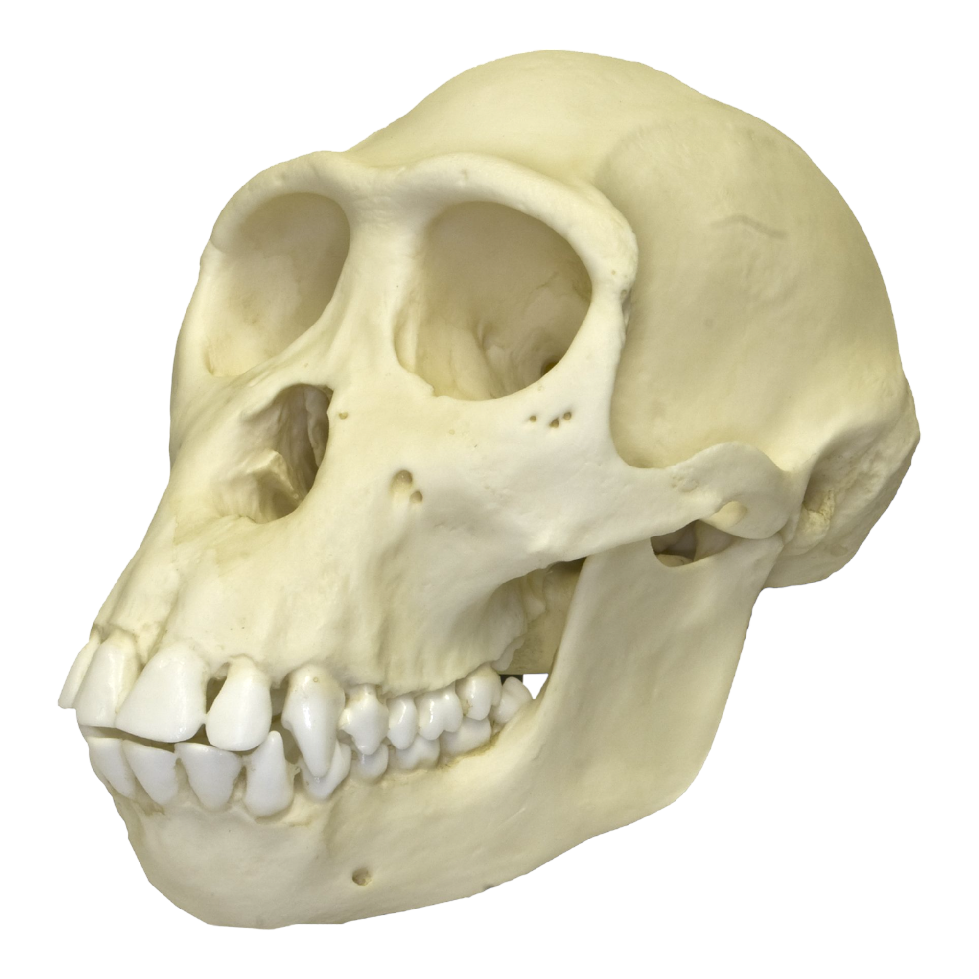 Authentic Female Bonobo Skull Replica - Perfect for Anthropology Studies, Classroom Teaching & Natural History Collections