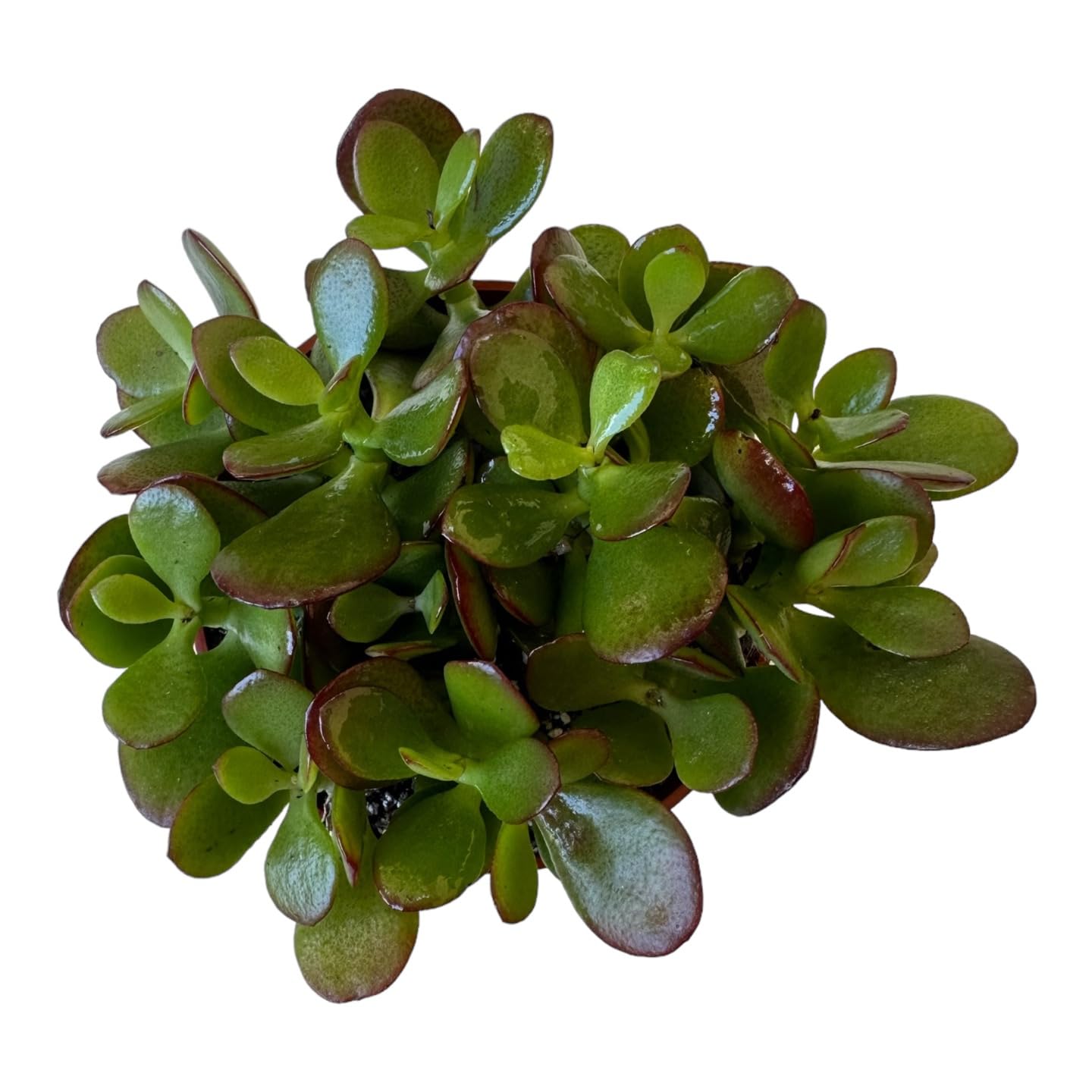 Live Jade Plant (Crassula Ovata) - 4 Inch Potted Succulent for Home & Office Decor - Low Maintenance Indoor Plant - Perfect for Desks, Windowsills & Gifts - Hopewind Plants Shop