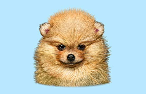 Pomeranian Portrait