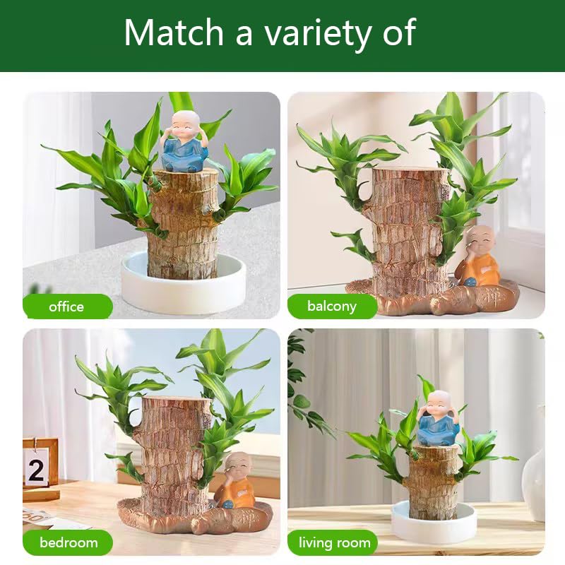 Brazilian Wood Plant - Mini Lucky Wood Home & Desk Decor for Good Fortune | Feng Shui Office & Living Room Decoration (2024 New Arrival)