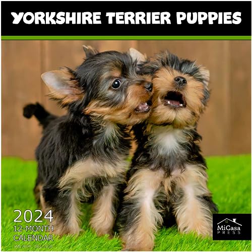 16 - Yorkshire Terrier Puppies