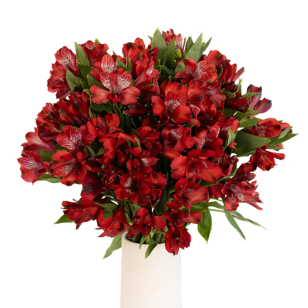 Brick Red Peruvian Lilies - Fresh Cut Alstroemeria Flowers for Bouquets, Wedding Decor & Home Arrangements
