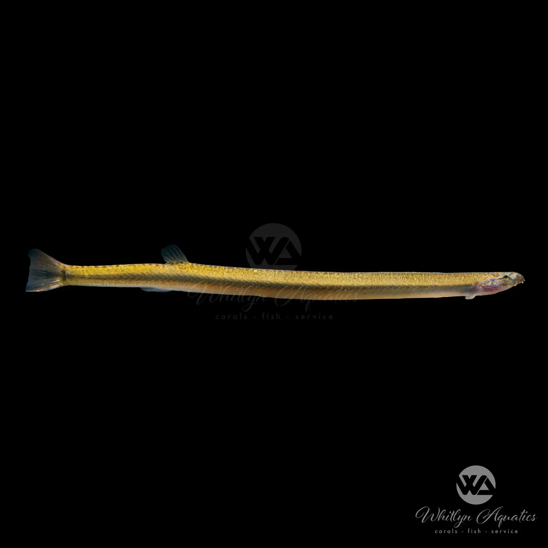 Golden Kuhli Loach (Pangio kuhlii) - Live Freshwater Aquarium Fish for Tropical Tanks - Perfect for Community Aquariums & Planted Tanks