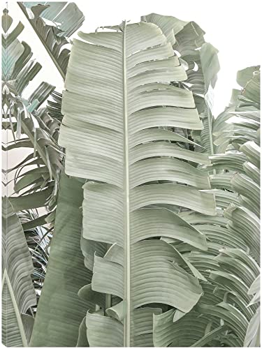 Banana Branch V