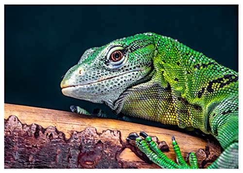 Funny Lizard Birthday Card - Happy Birthday Greeting Inside - Perfect for Reptile Lovers & Unique Gift Ideas for Birthdays