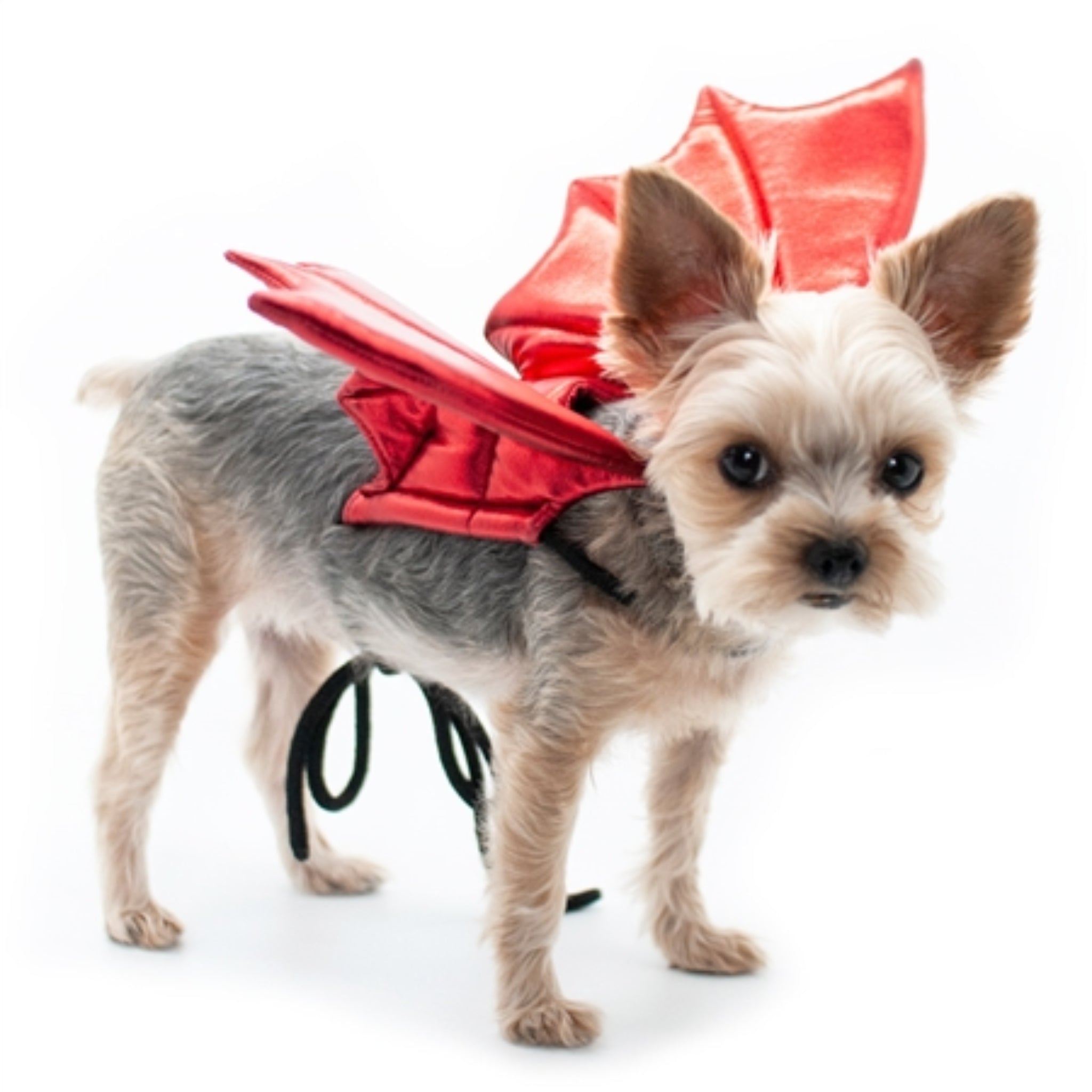Dogo Pet Fashion Fire Dragon Wings Dog Costume - Halloween Cosplay Costume for Small Medium Large Dogs - Perfect for Parties & Photo Shoots