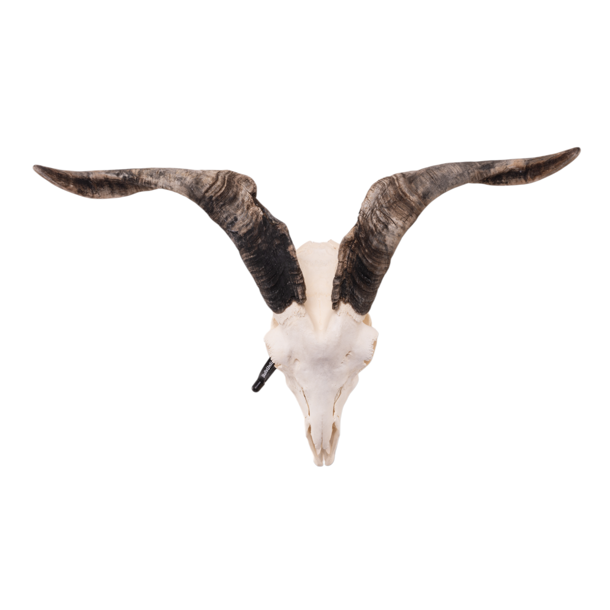 Authentic Large Domestic Goat Skull for Home Decor, Gothic Display, Halloween Props, and Taxidermy Collection - Single Piece