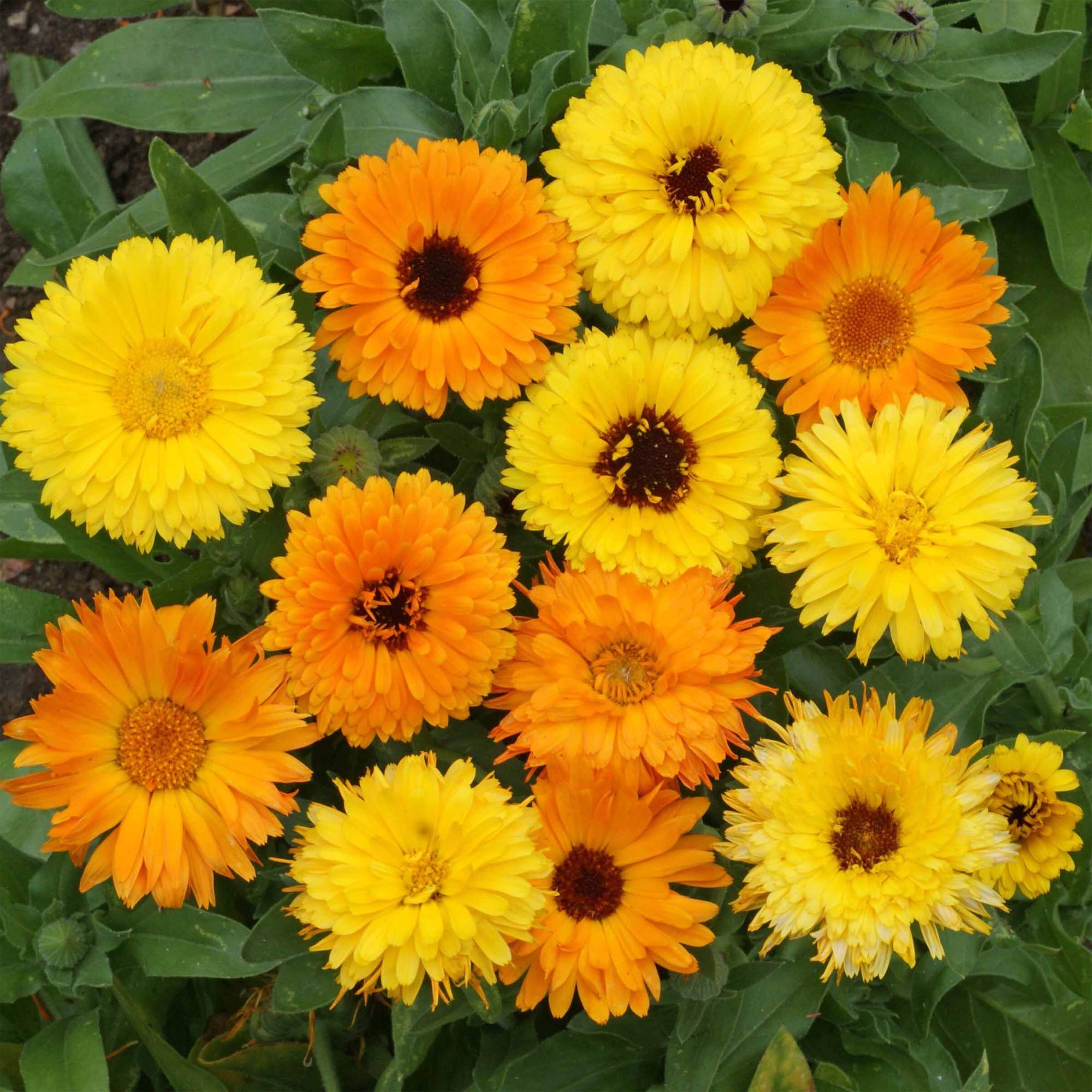 Outsidepride 1 lb. Annual Calendula Pot Marigold Flower Seeds Mix - Non-GMO, Easy to Grow, Attracts Pollinators - Perfect for Garden Beds, Borders & Container Planting