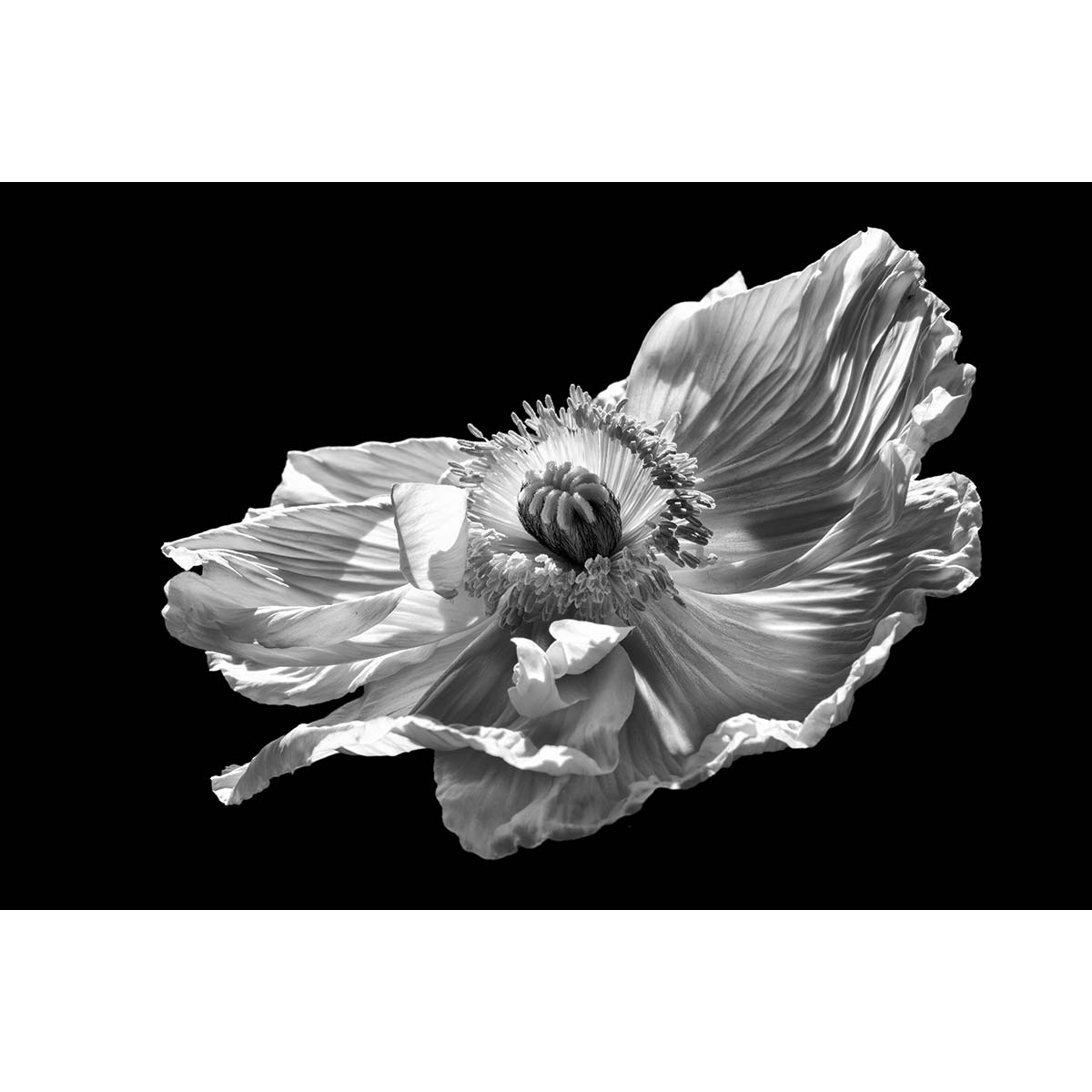 Poppy 1 Fine Art Print on 100% Cotton Paper - Premium Wall Decor for Living Room, Bedroom & Office