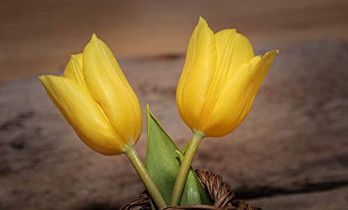 Yellow Tulips Flowers Laminated Poster - 20x30 Inch Bright Colors & Vivid Imagery - Perfect for Home Decor, Office Wall Art & Gift Giving