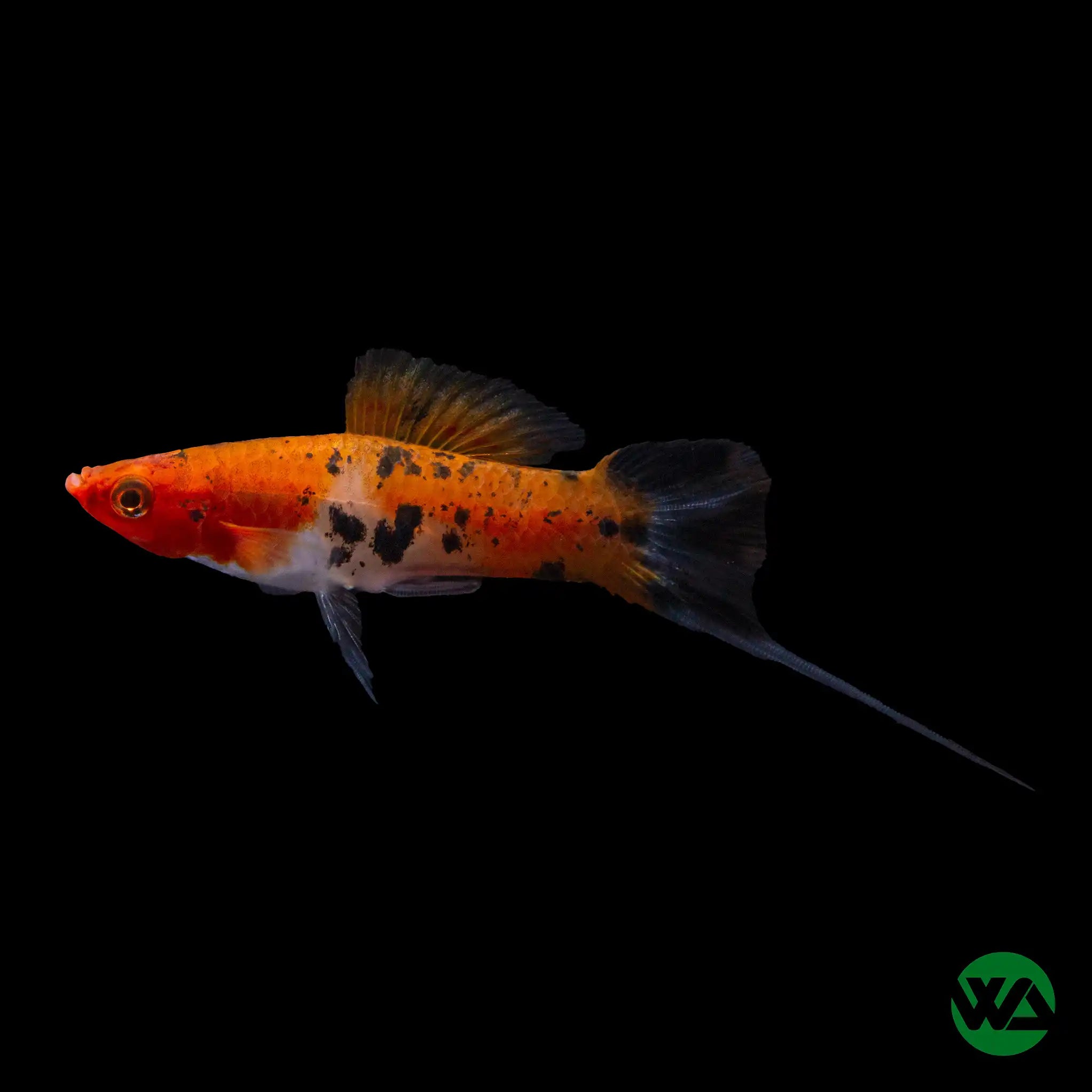 Premium Sanke Koi Swordtail Fish (Xiphophorus Helleri) - Vibrant Colorful Live Aquarium Fish for Ponds & Tanks - Perfect for Home Aquascaping and Outdoor Water Features