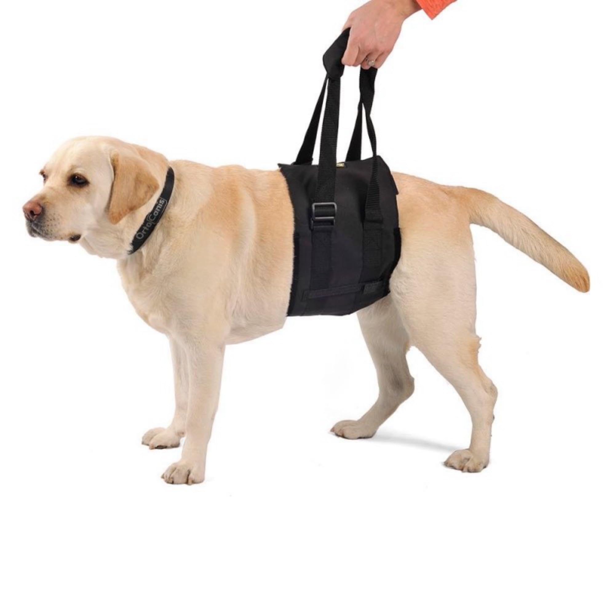 Ortocanis Dog Mobility Support Harness - Adjustable Hind Leg Walking Aid for Small Dogs with Hip Dysplasia, Arthritis, or Injury (Size XS) - Perfect for Rehabilitation, Post-Surgery Recovery & Daily Assistance