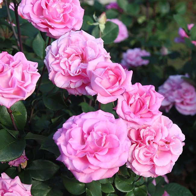 Heirloom Pink Eleganza® Beverly Hybrid Tea Rose Bush - Fragrant Blooming Plant for Pots, Gardens & Landscaping | Perfect for Outdoor Decor, Wedding Bouquets & Home Gardening
