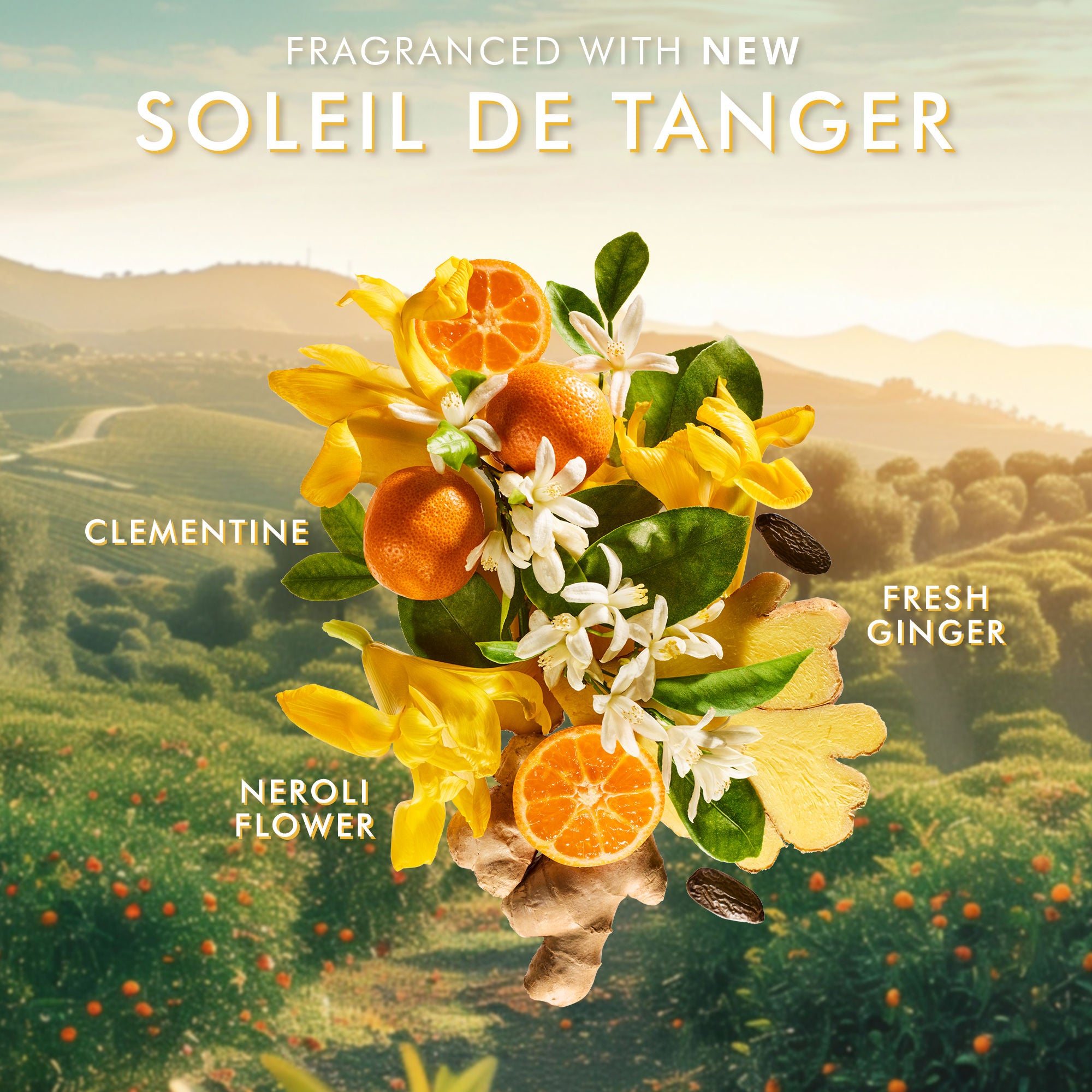 Best Hand Cream Soleil de Tanger - Ultra Moisturizing & Nourishing for Dry Skin - Perfect for Winter Care & Daily Hydration