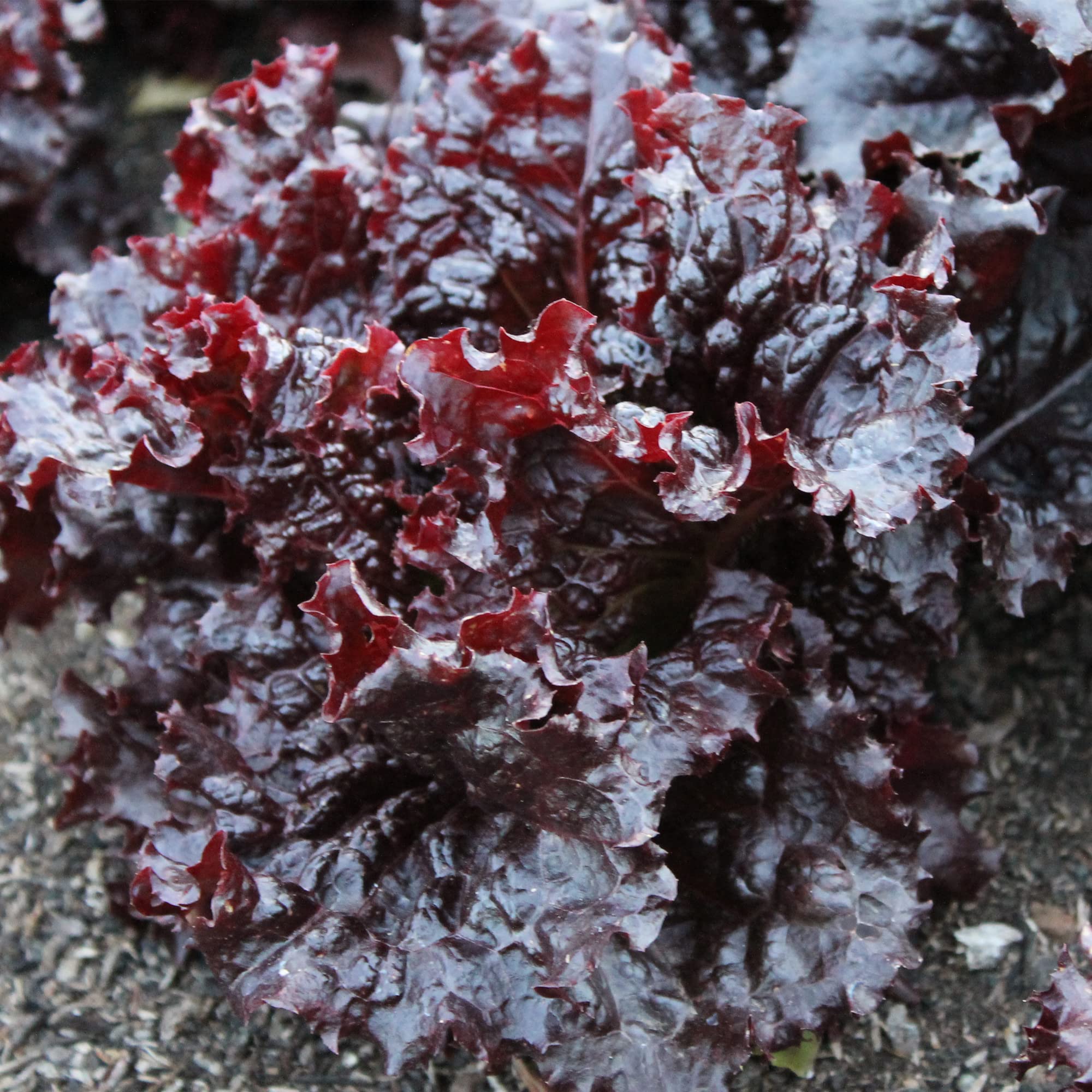Maricella Leaf Lettuce Seeds - 1 Pound (400,000+ Seeds) - Non-GMO Heirloom Vegetable Seeds - Lactuca Sativa for Home Gardening, Hydroponics & Organic Farming - Perfect for Salads, Sandwiches and Fresh Eating