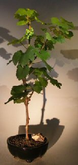 Bonsai Boy e3176 Chardonnay Wine Grape Bonsai Tree - Indoor/Outdoor Miniature Plant for Home Decor, Office Desk & Gift Giving