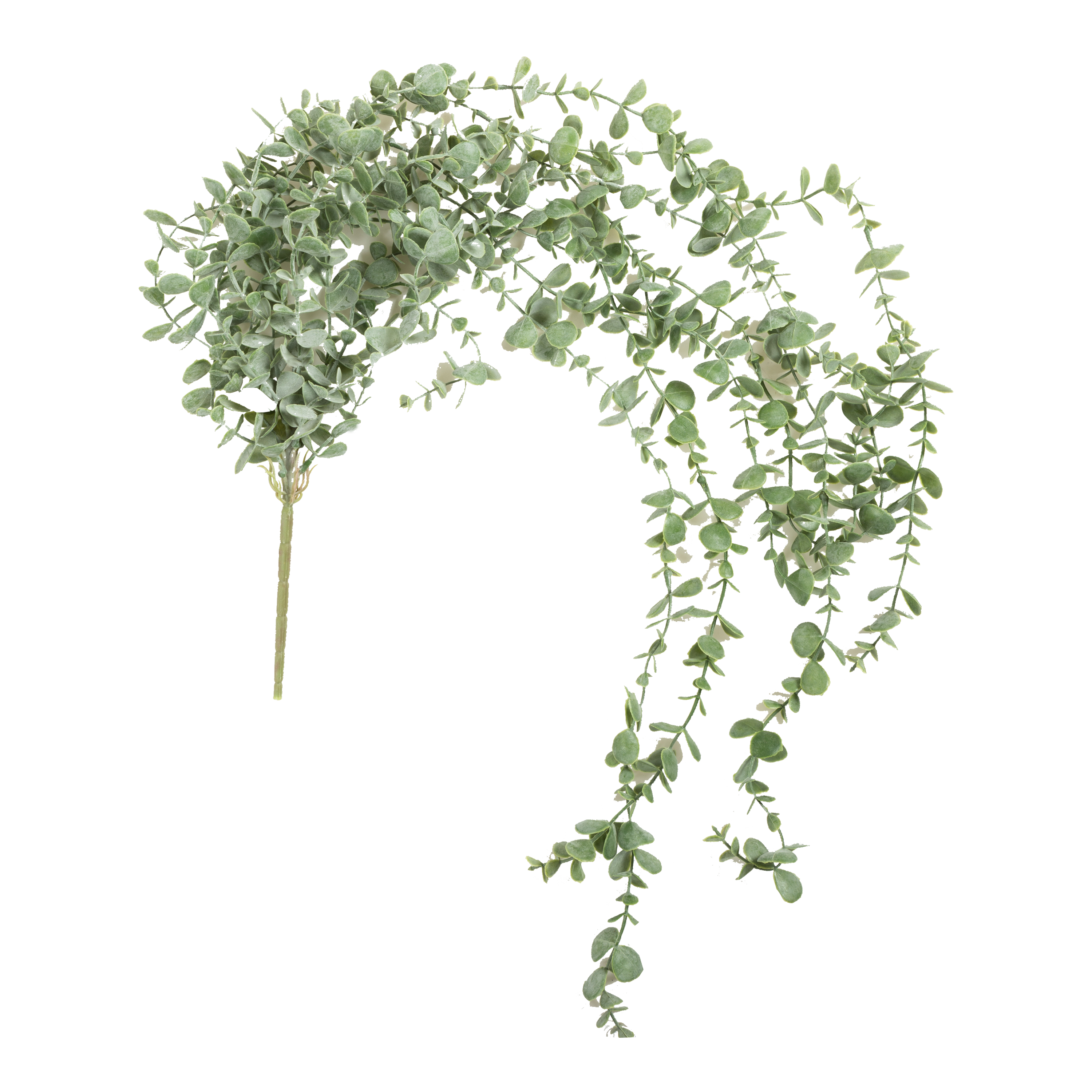 Eucalyptus Trailing Stem - Natural Dried Eucalyptus Branches for Home Decor, Wedding Bouquets & Floral Arrangements | Perfect for DIY Crafts, Wall Hangings & Aromatherapy