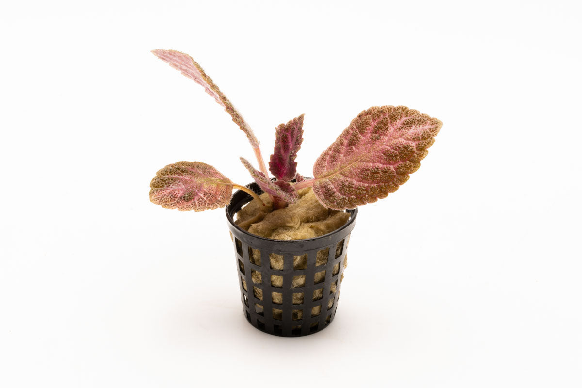 Episcia Cupreata - Stunning Copper Leaf Houseplant for Home & Office Decor | Perfect for Indoor Gardens, Terrariums & Gift Ideas