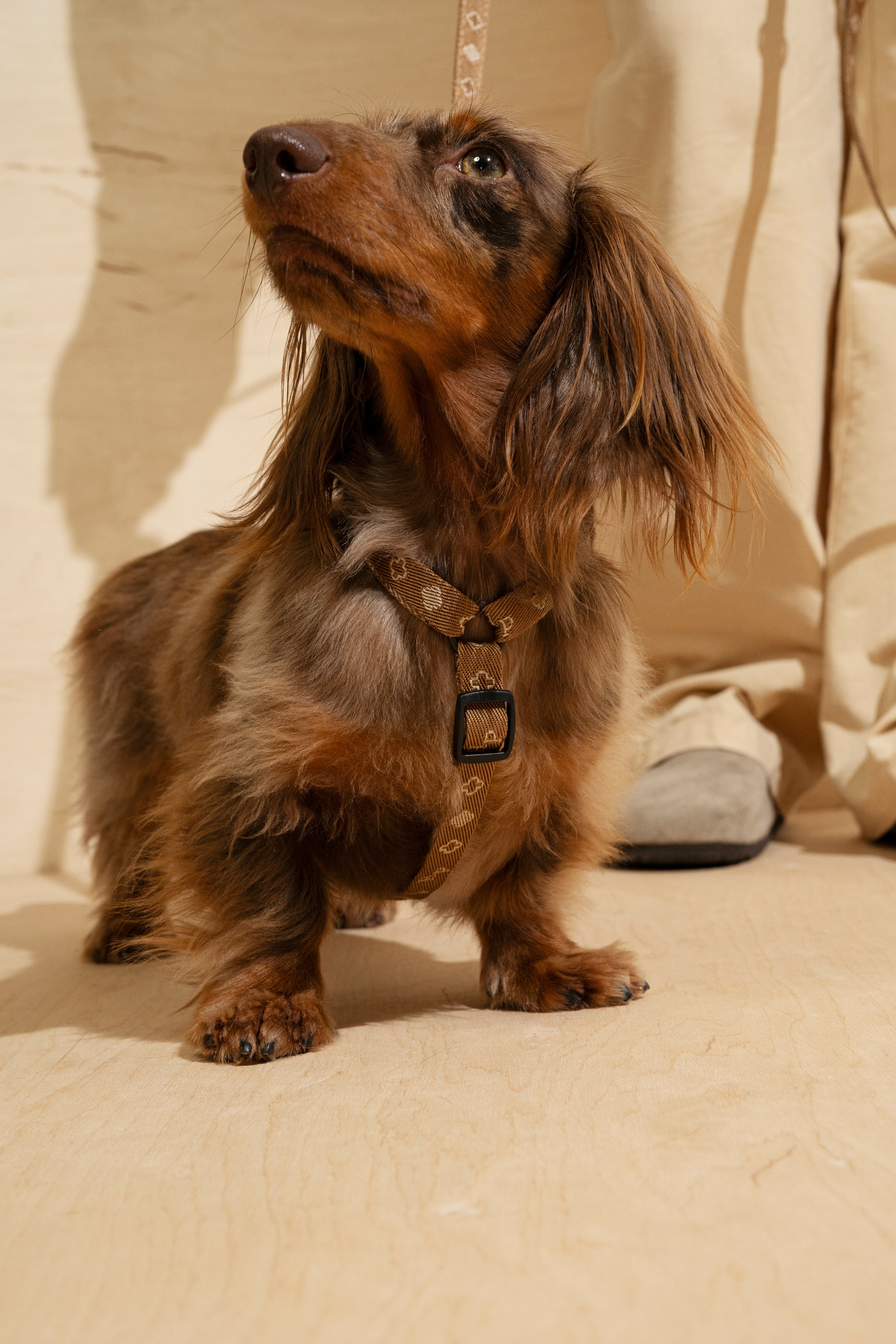 **Comfy Mini Dog Leash and Harness Set - Ginger Color - Perfect for Small Dogs, Puppies, and Indoor/Outdoor Walks**