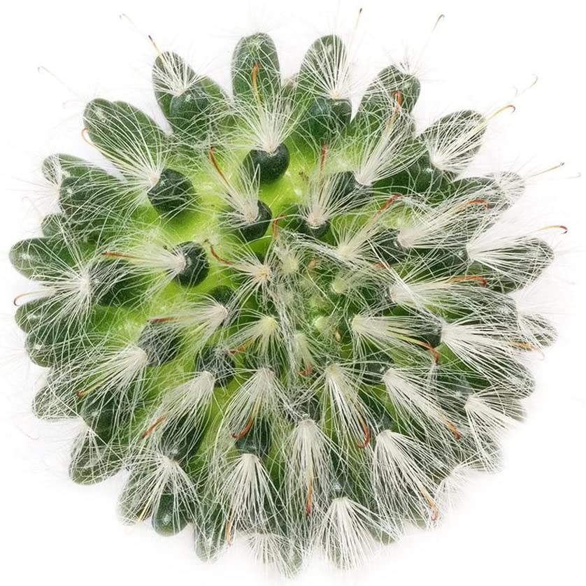Powder Puff Cactus Mammillaria Bocasana - 2 Inch Live Succulent Plant for Home, Office & Garden Decor | Easy Care Indoor Cactus for Windowsills, Desks & Terrariums