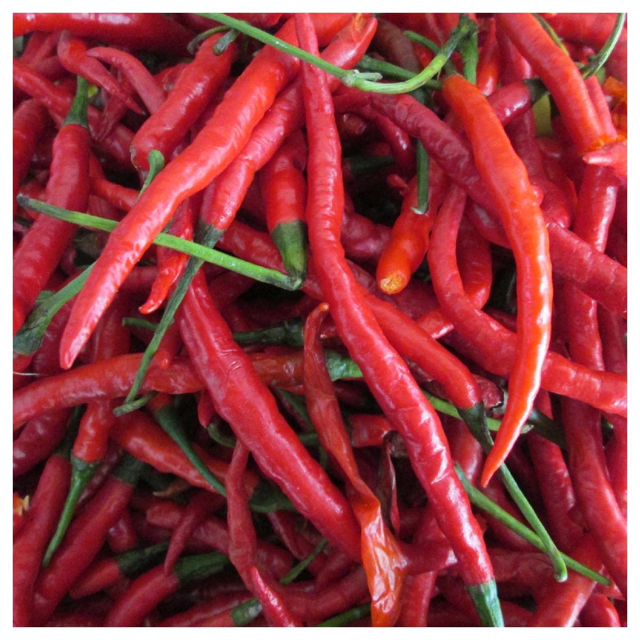 Organic Long Red Cayenne Hot Pepper Seeds - 25 Count - Non-GMO, Heirloom, for Home Gardening - Perfect for Spicy Cooking, Sauces, and Pickling